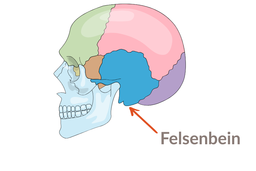 Illustration des menschlichen Schädels mit markiertem Felsenbein, in dem sich das Innenohr befindet.