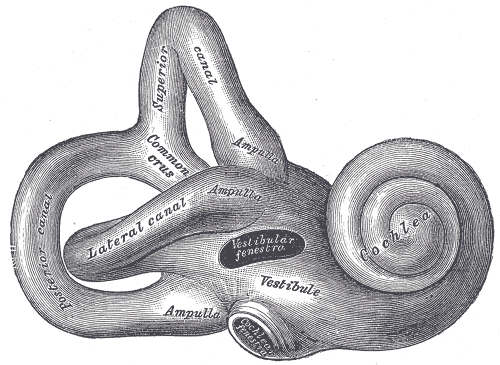 Anatomische Illustration des Innenohrs mit Cochlea, Vestibulum und Bogengängen nach Henry Vandyke Carter (Gray’s Anatomy).