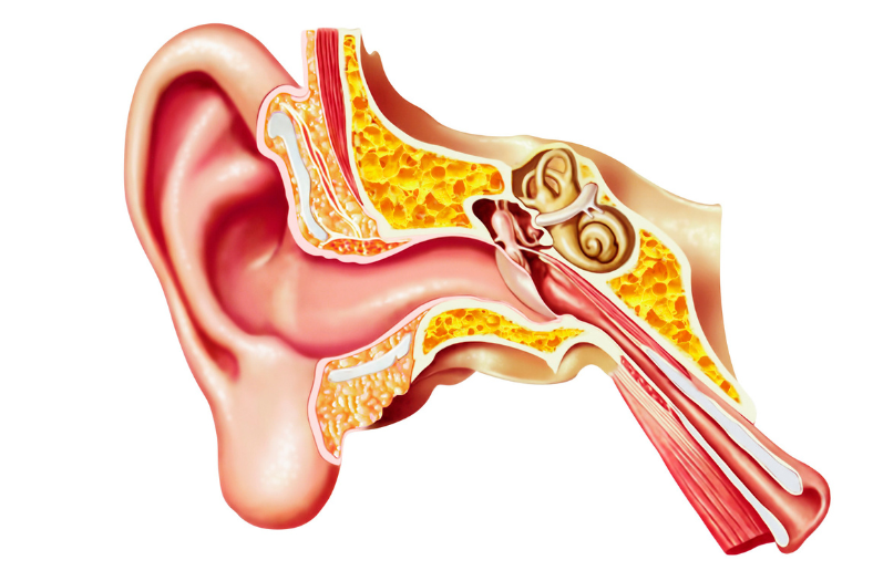 Anatomische Illustration des menschlichen Ohrs mit Außenohr, Mittelohr und Innenohr.