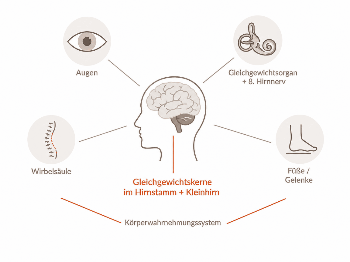Schwindel – Ursachen, Symptome und häufige Erkrankungen im Überblick Infografik zum Gleichgewichtssystem mit Augen, Innenohr, Wirbelsäule und Füßen als Ursachen der Gleichgewichtskontrolle bei Schwindel